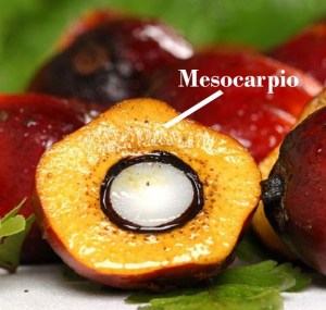 oil-palm-fruit-showing-kernel-edit copia