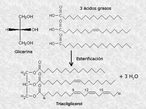 Reacción de esterificación entre la glicerina y tres ácidos grasos para formar un triacilglicérido