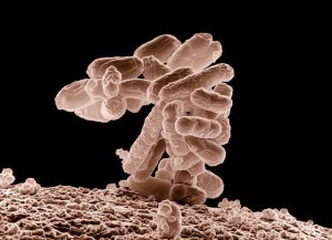 bacteria-62993_640